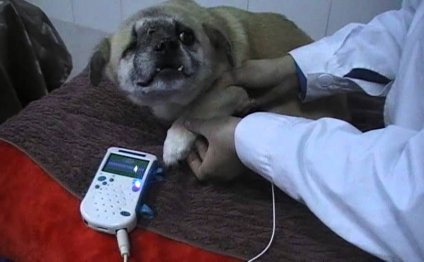 Dog animal vascular doppler