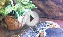 Monitor Lizard walks freely around reptile store