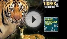 Monitoring Tigers and Their Prey